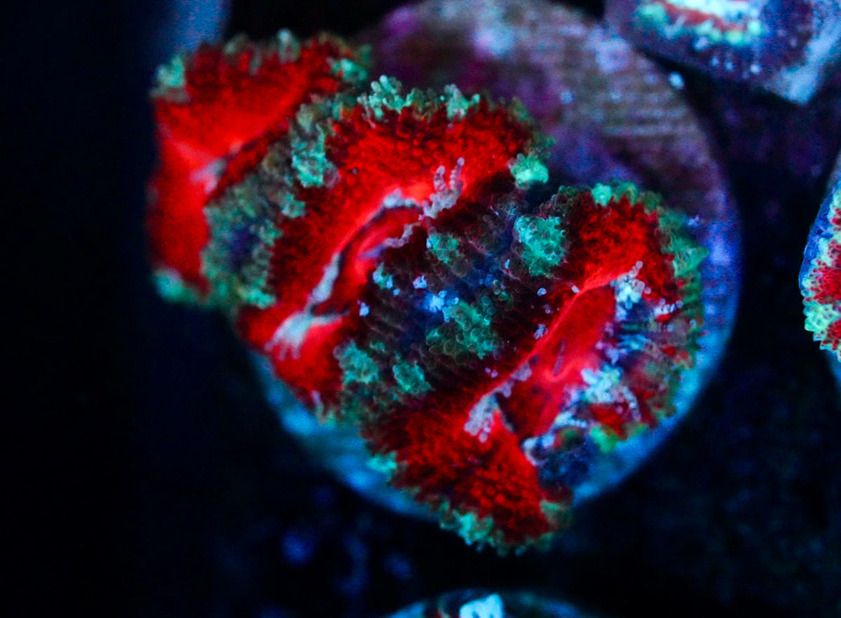 Cultured aussie acan