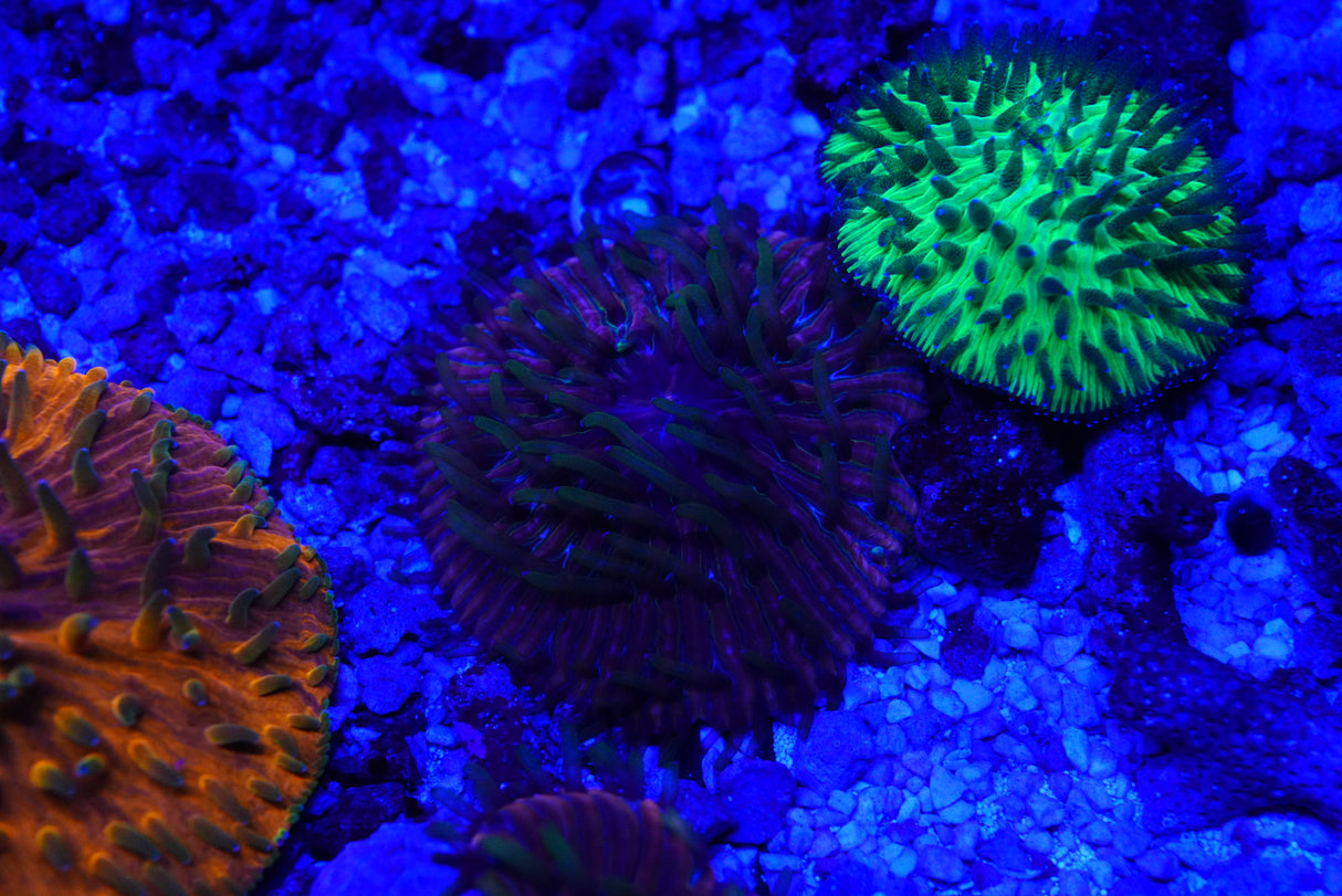 Fungia plate coral