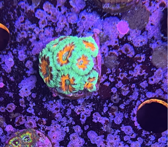 Stunning ACAN
