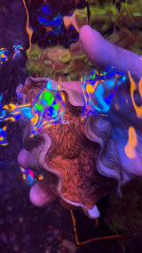 XLarge derasa clam