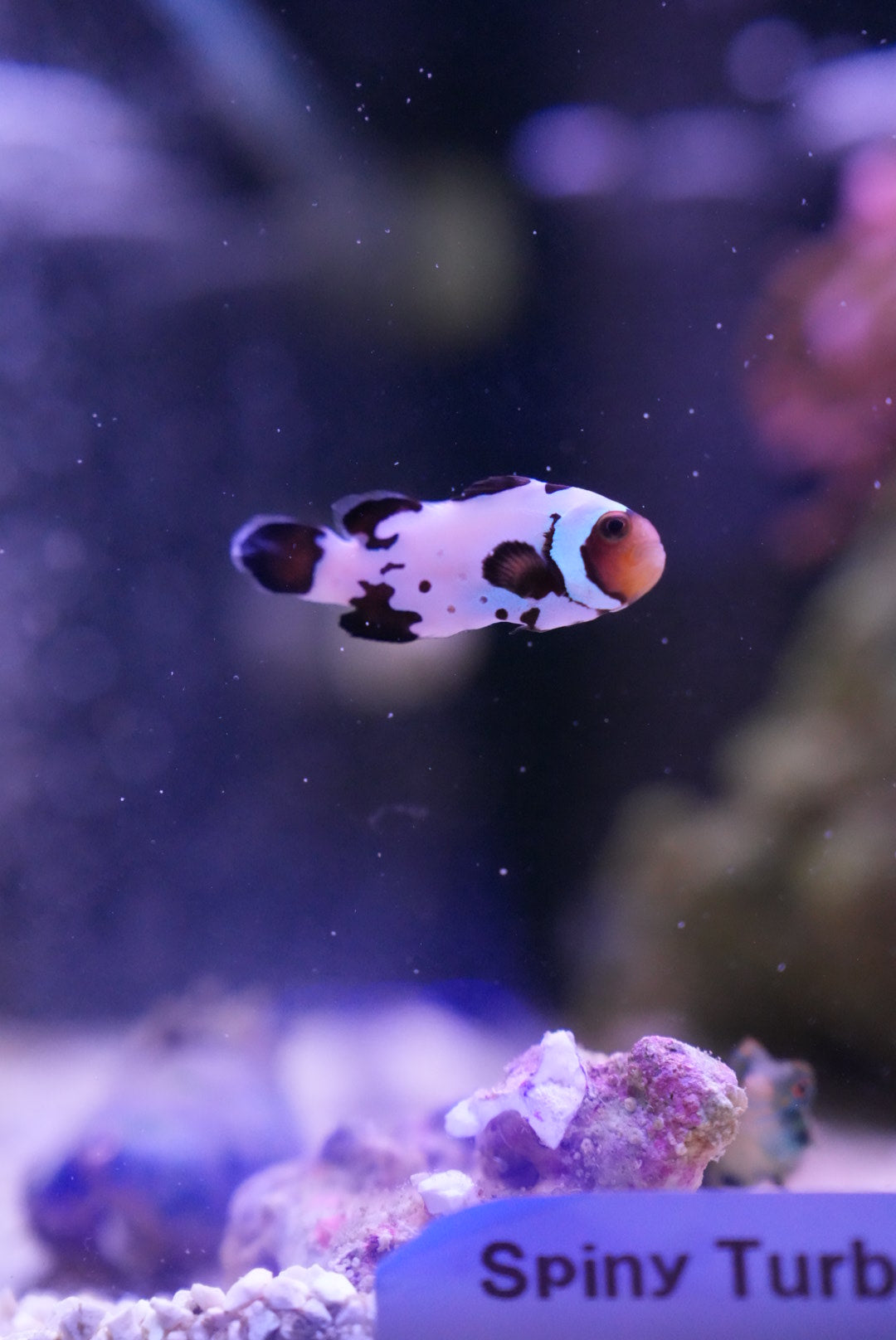 Black ice snowflake clownfish