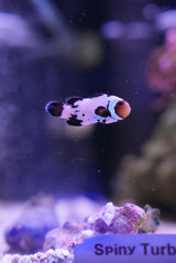 Black ice snowflake clownfish