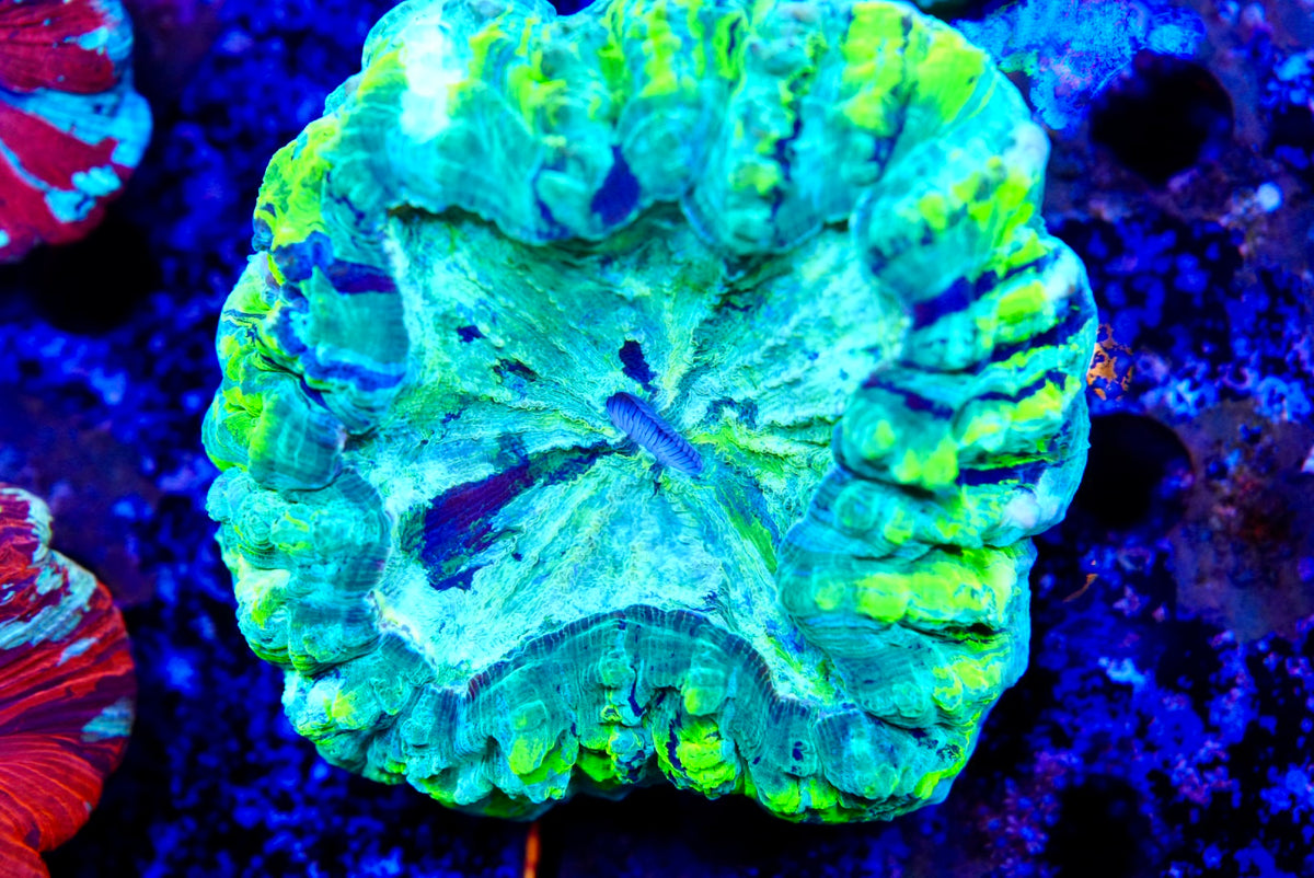 Acanthos