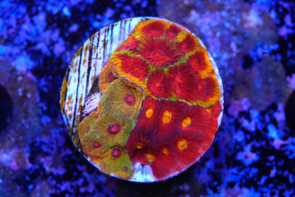 Grafted cultured Favia