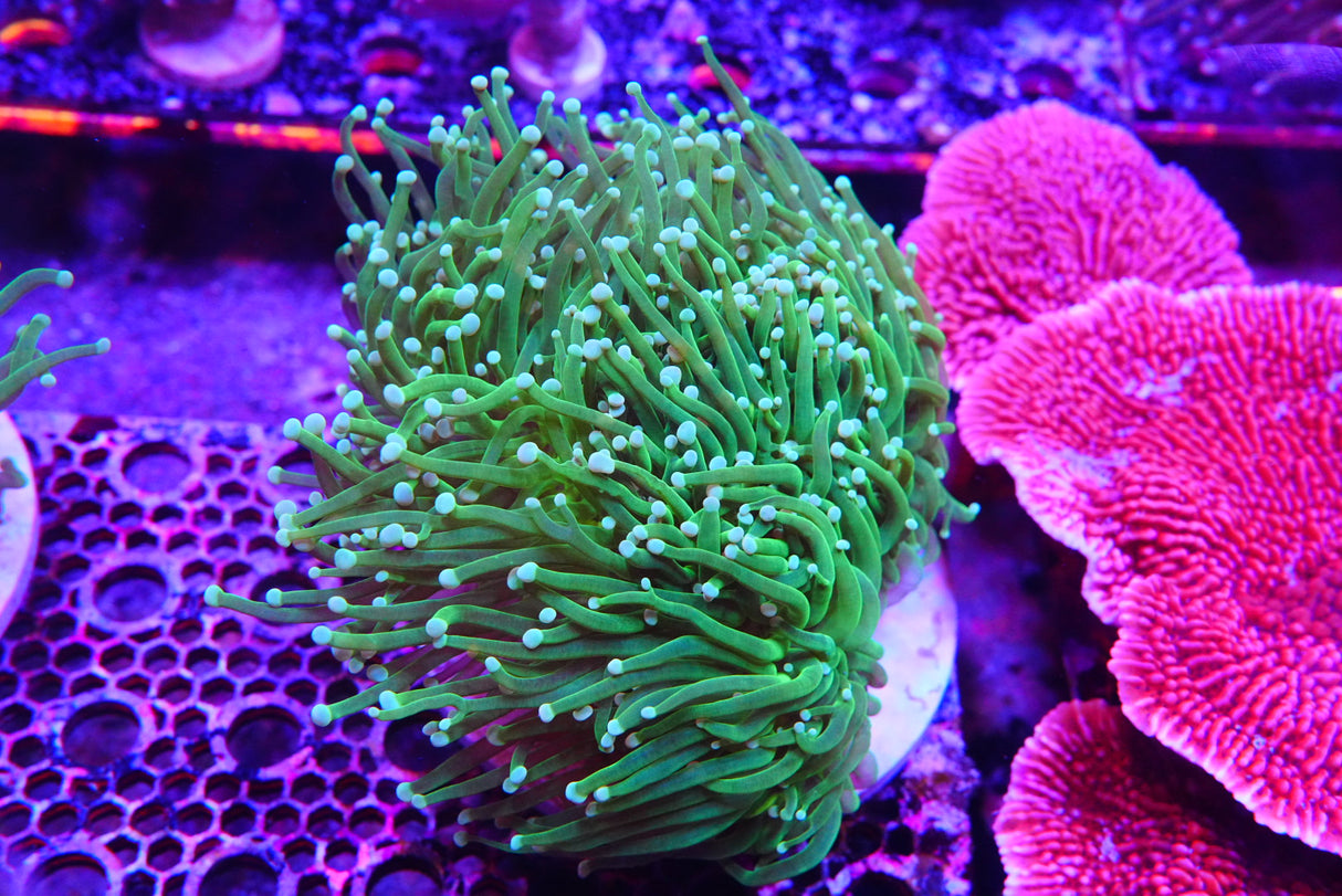 Hulk torch colony 8 heads!