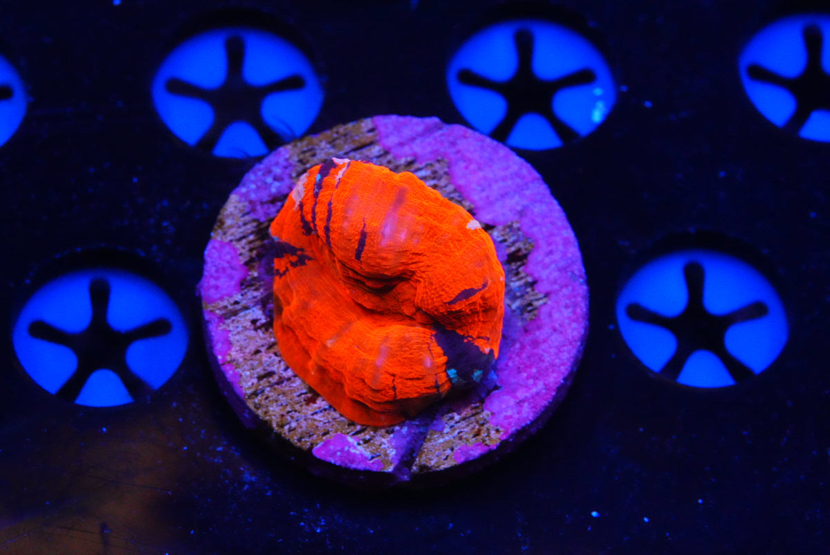 TMC cultured scolymia warpaint