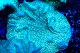 Green pavona