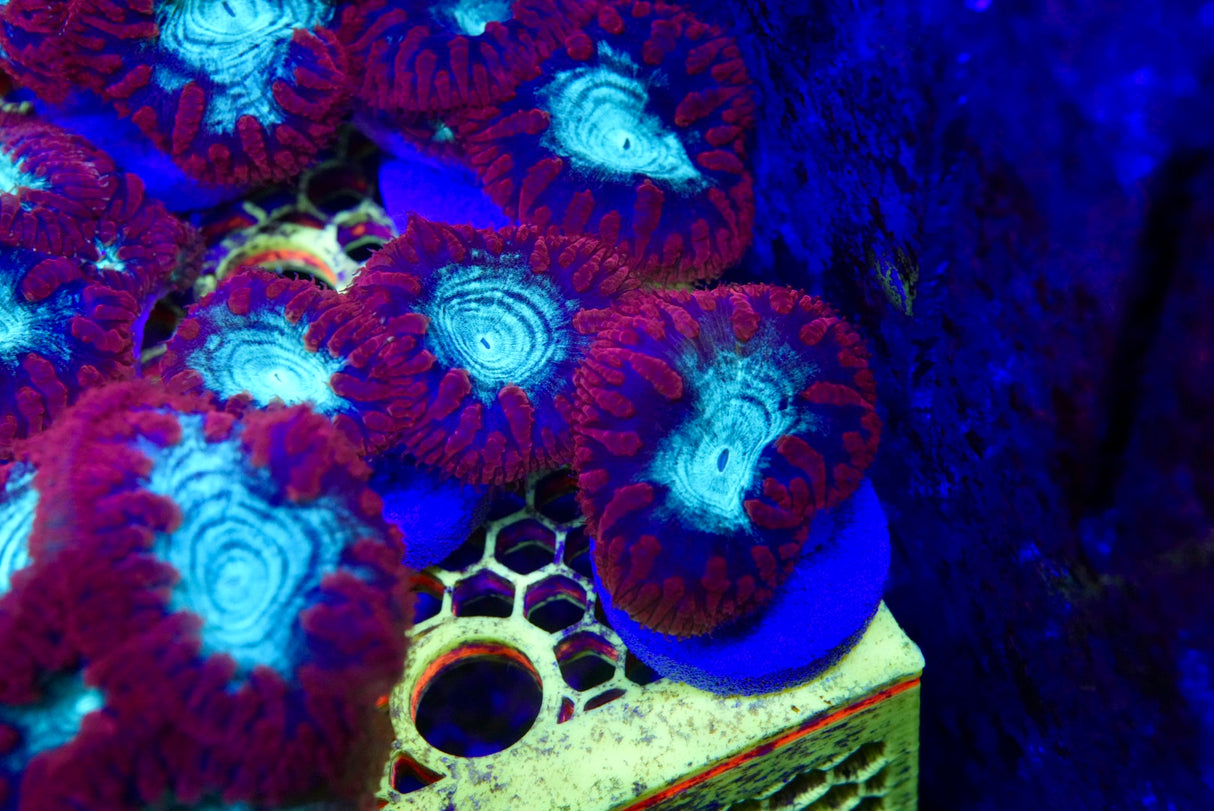 Blasto frag 1-3 heads