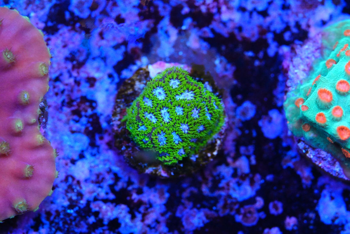 Yellow/blue lepto