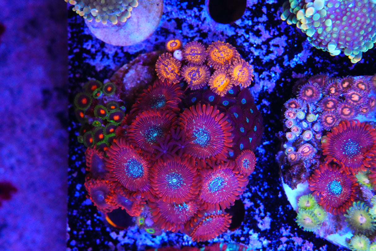 ZOA colony