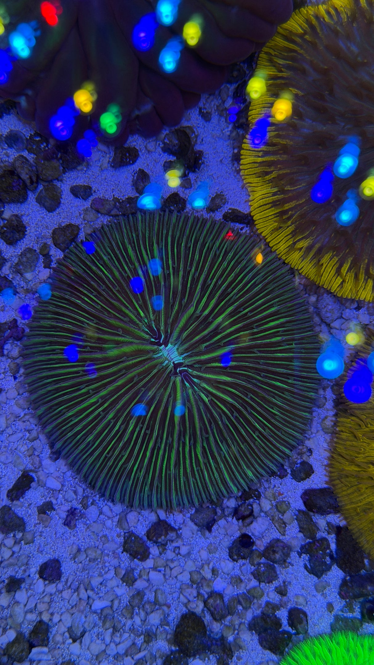 Ultra rare Fungia plate coral