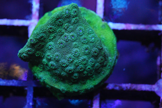 Green cyphastrea