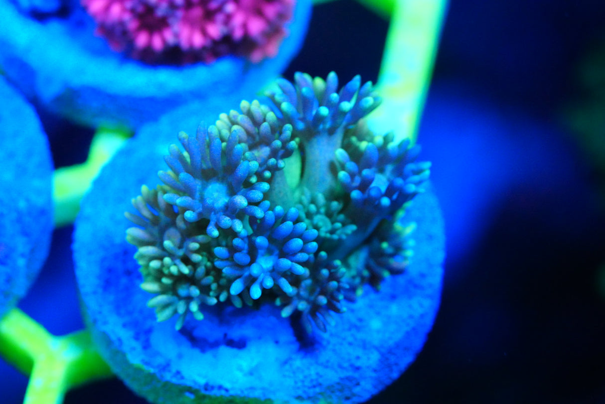 Ultra/rainbow Goniopora
