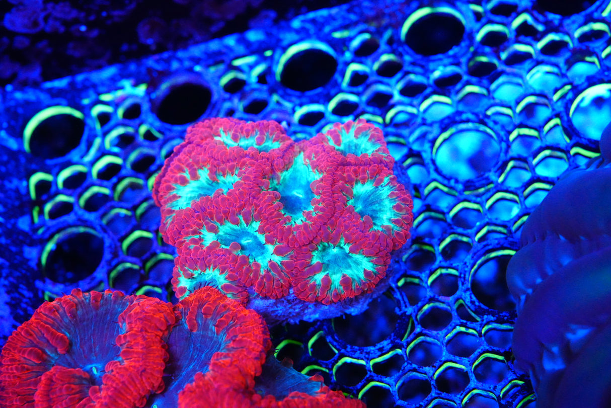 Blastomussa