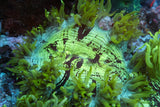 catalaphyllia