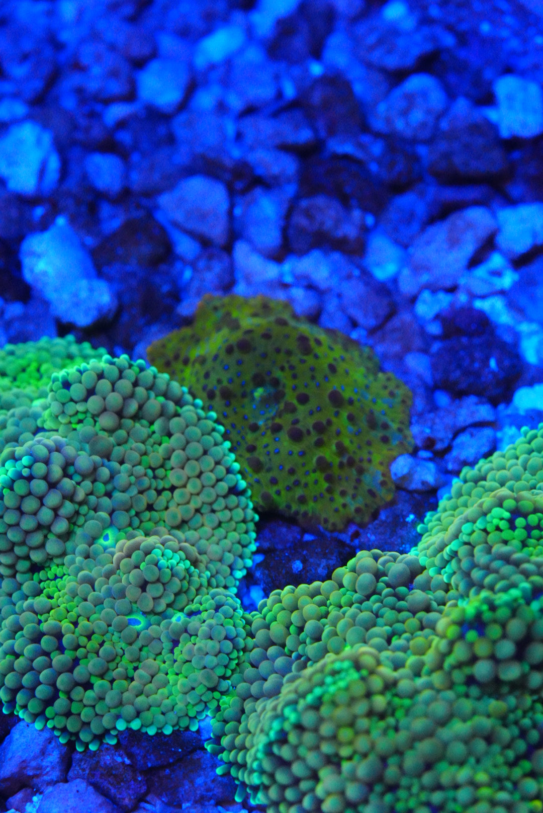 Green Florida ricordia