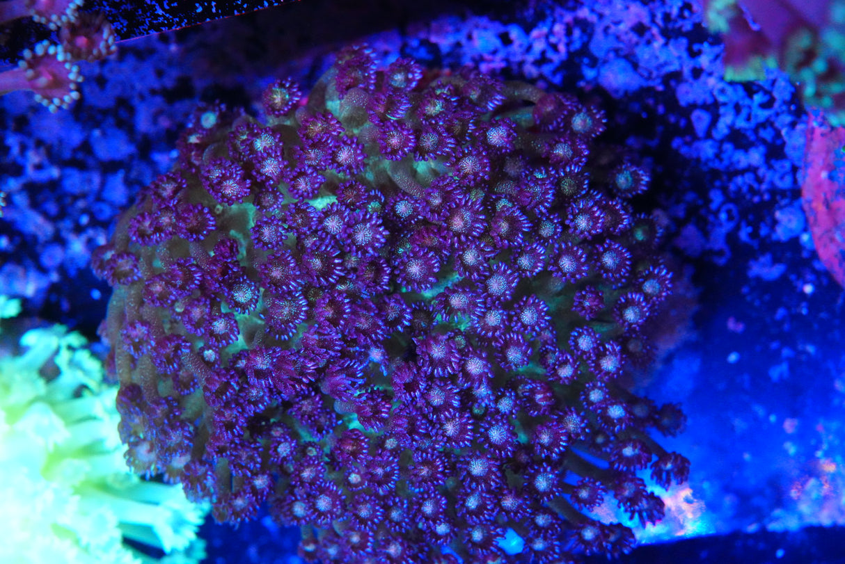 Glittler goniopora colony