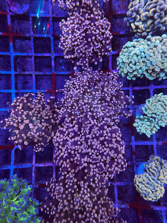 Peach Frogspawn