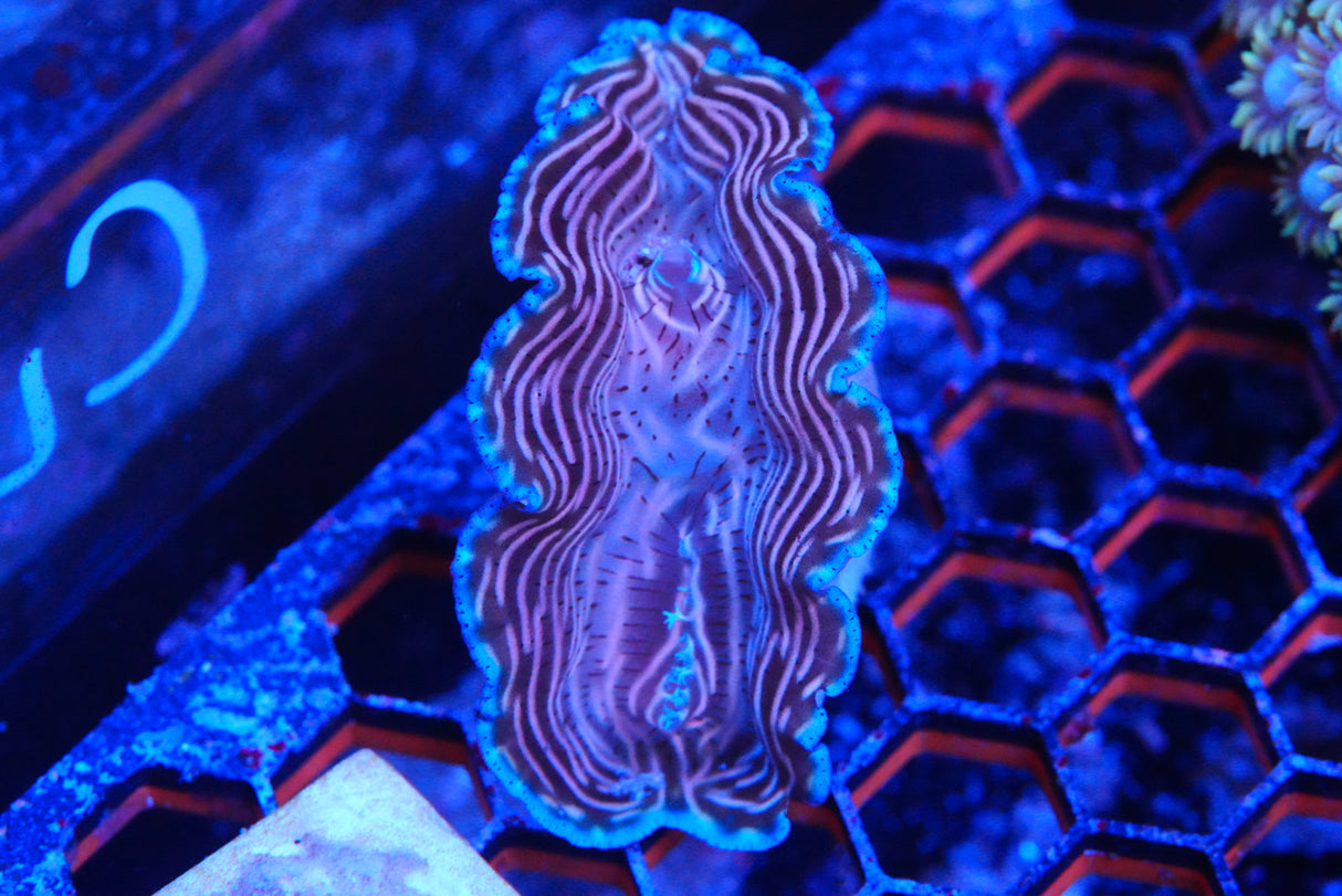 derasa clam