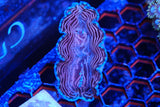 derasa clam