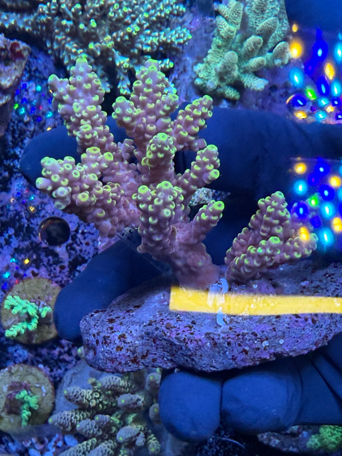 Aussie ultra colonies M