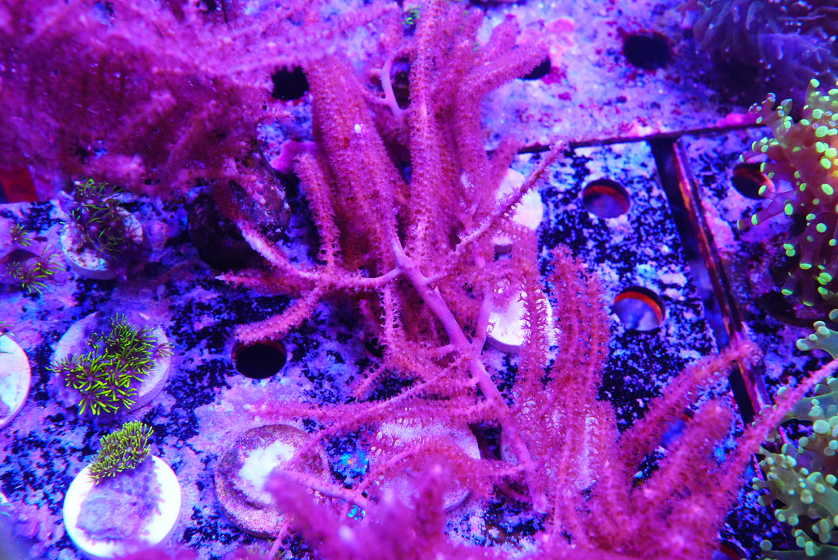 Purple Gorgonia