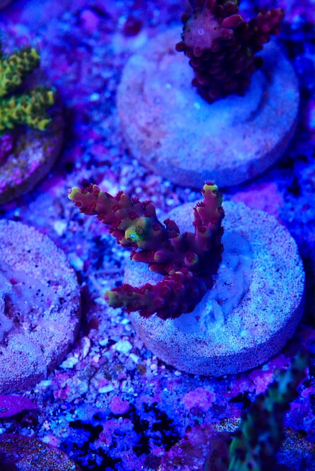 Acropora frag