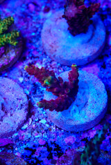 Acropora frag