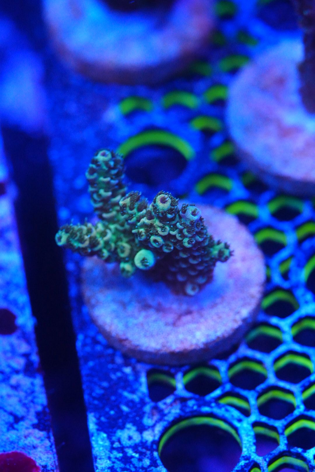 Acropora frags