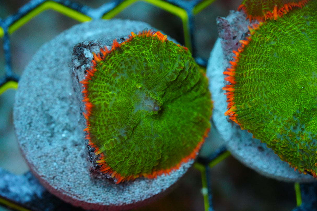 Single tequila sunrise mushroom coral