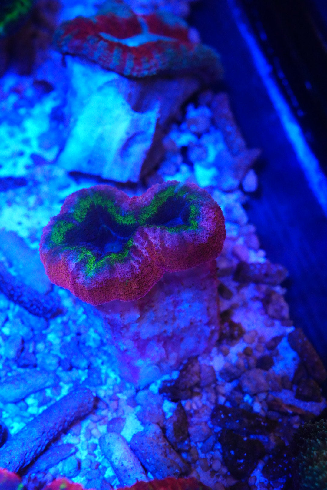 Unique 🌈 lobo
