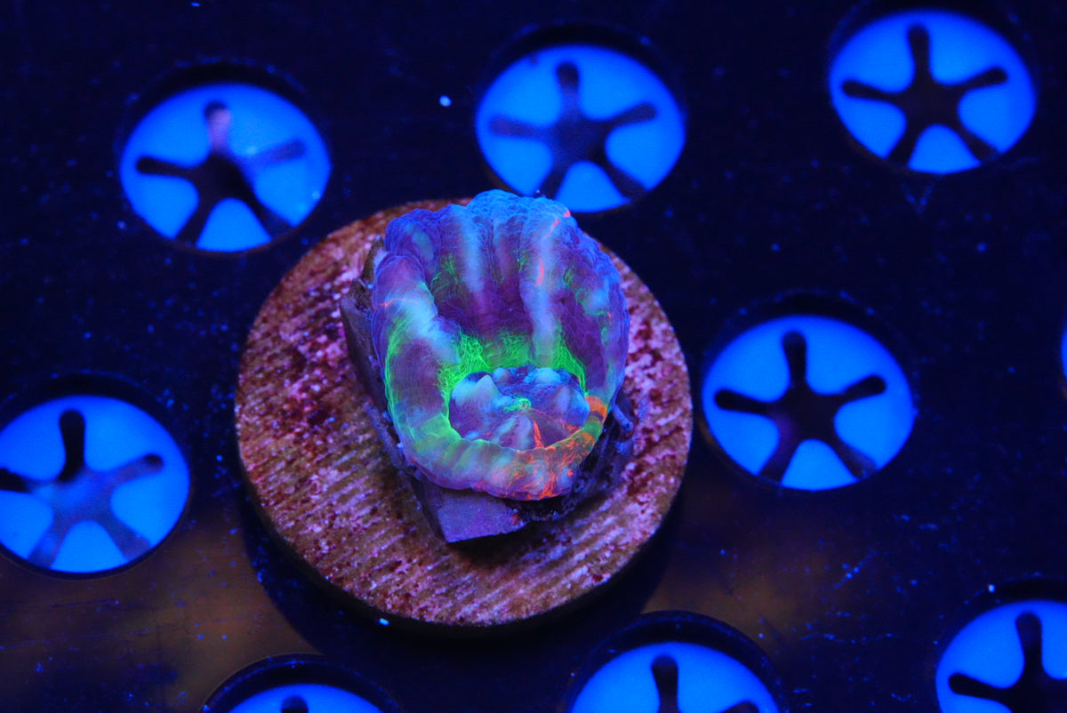 TMC cultured scolymia MASTER