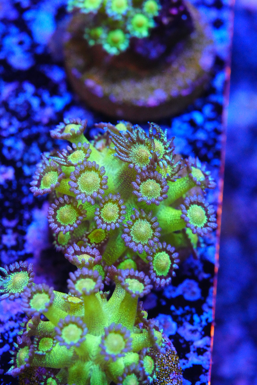 Glitterbomb glitter goniopora