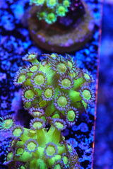 Glitterbomb glitter goniopora