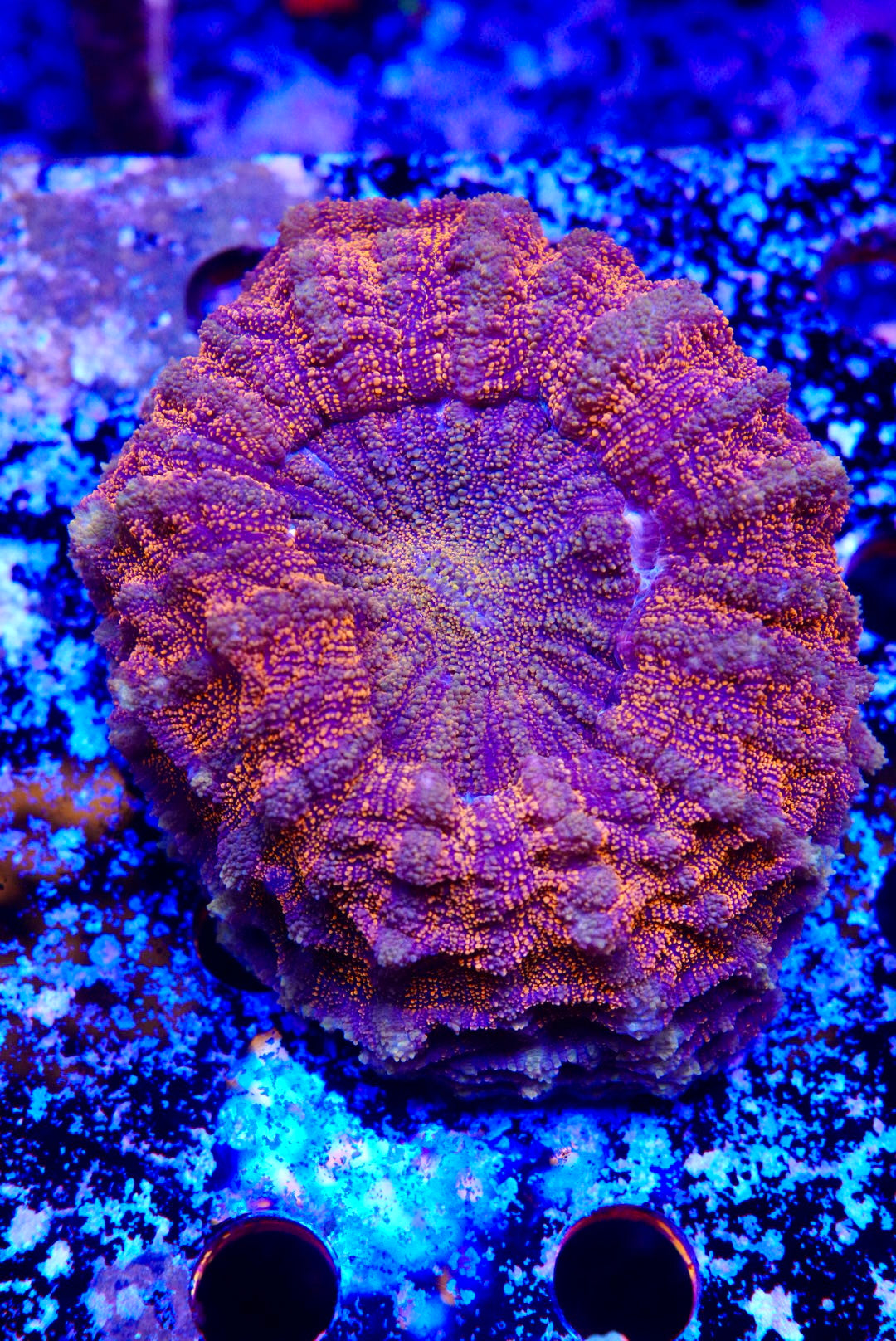 Acanthos