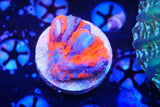 cultured scolymia warpaint
