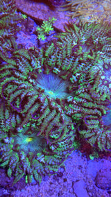 Emerald rock flower nems