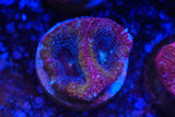 acan bowerbanki