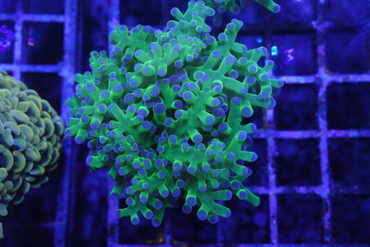 Frogspawn