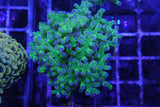 Frogspawn