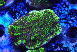 MONITPORA CONFUSA