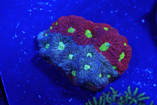 Tri colour war coral