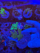 Amazing Sps colonies