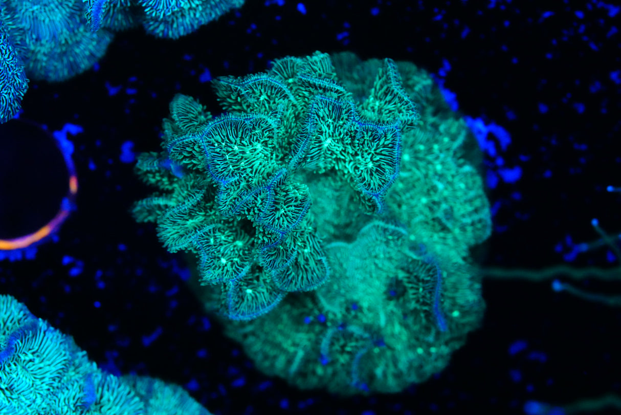Green pavona
