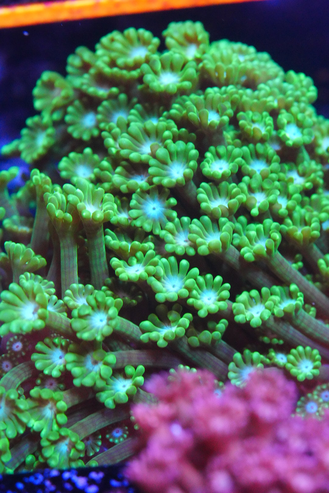 Large ultra Alveopora colonie