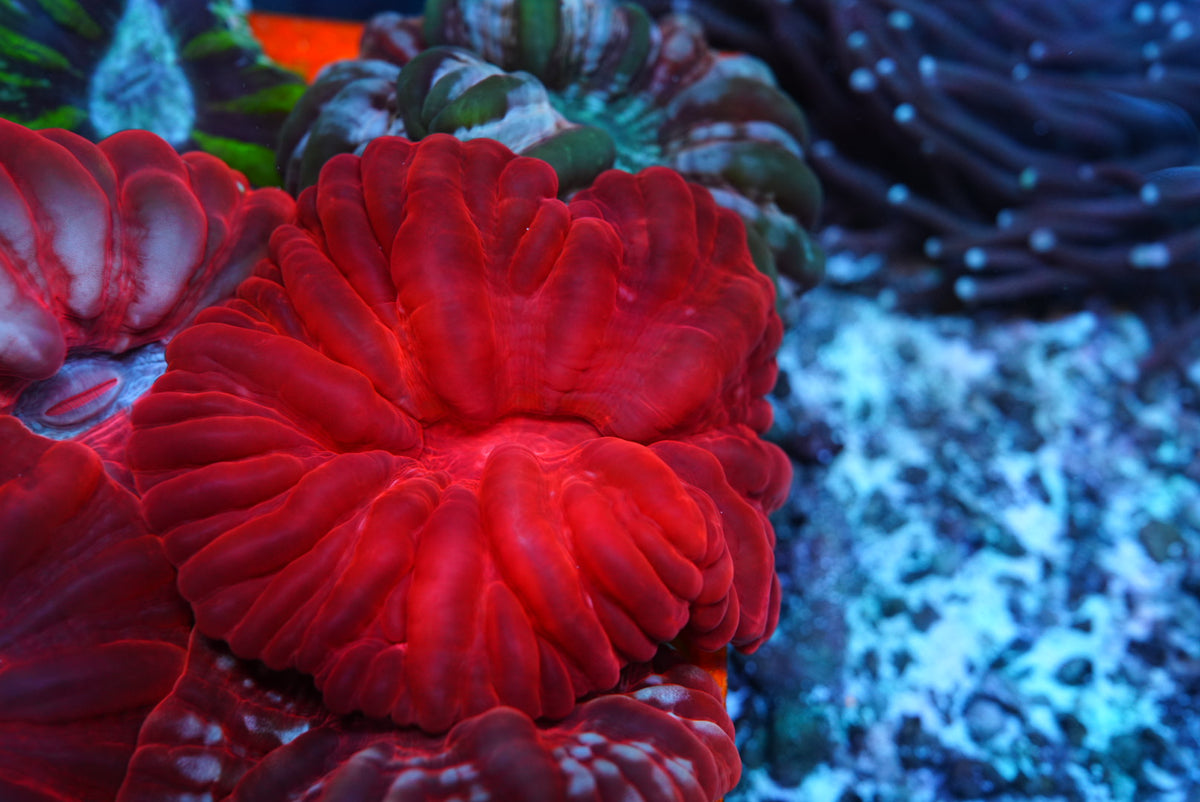 Red cynarina