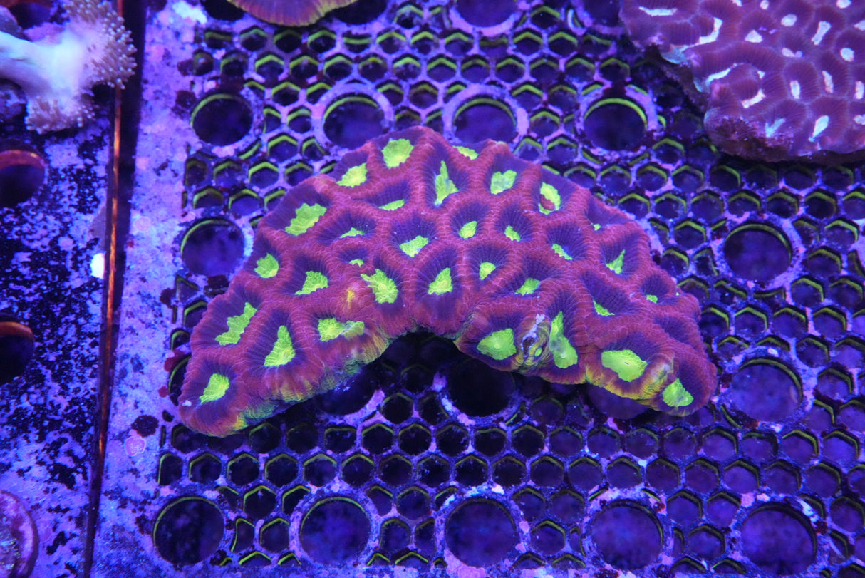 Dragon soul Favia large