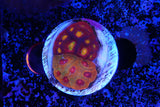 Grafted cultured Favia