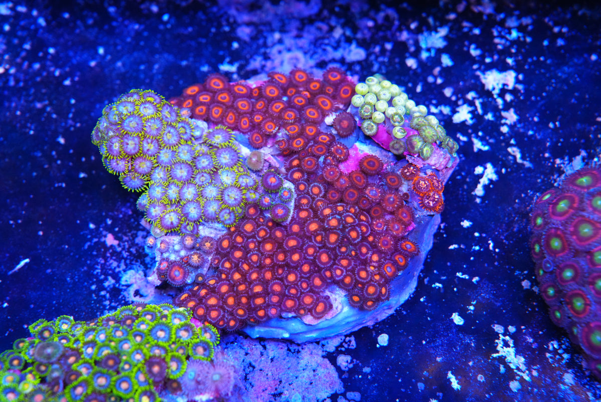 ZOA colony
