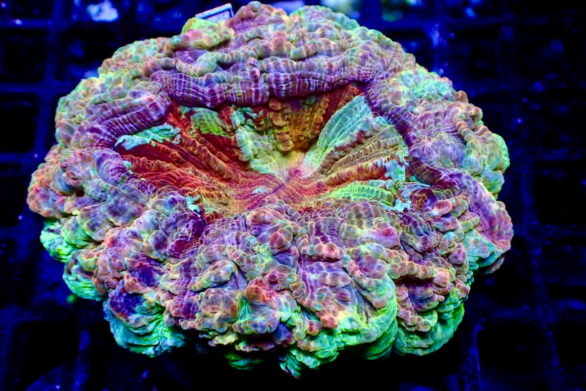 Rainbow Acanthos
